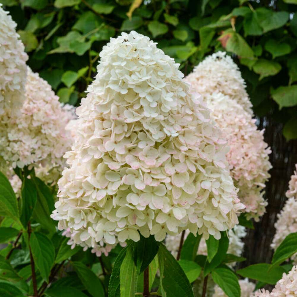 Hortensia 'Magical Sweet Summer'